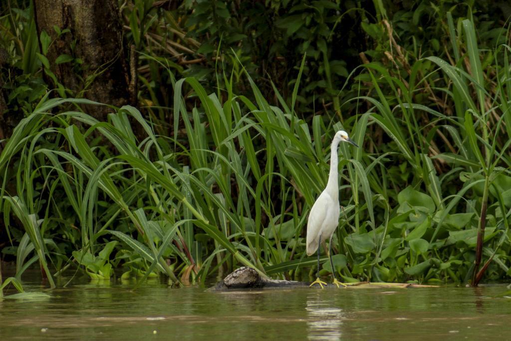 Heliconia Amazon River Lodge Francisco de Orellana Ngoại thất bức ảnh