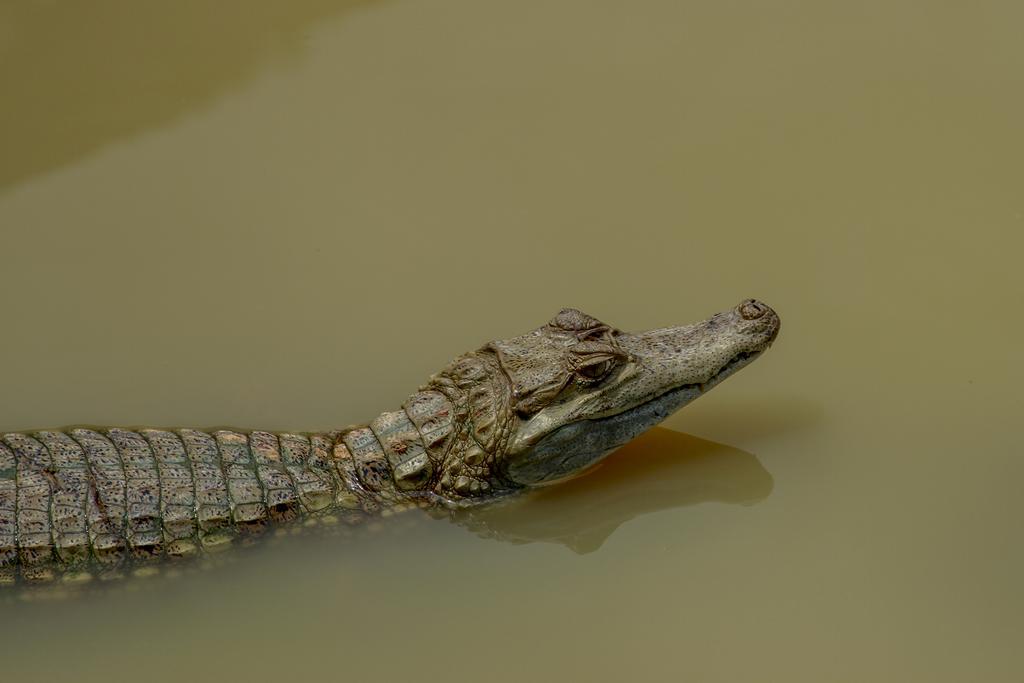 Heliconia Amazon River Lodge Francisco de Orellana Ngoại thất bức ảnh